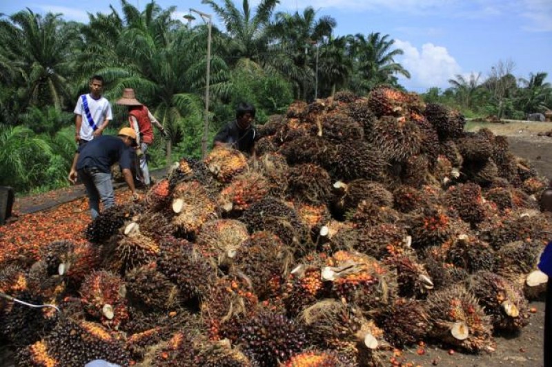 Areal perkebunan di Kaltim terus ditingkatkan, targetnya pada 2023 bertambah 745 hektare.