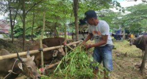Distanak Pastikan Kesehatan Hewan Kurban di Kukar Terjamin