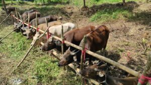 Persiapan Matang Pembudidaya Ternak di Kukar Menyambut Hari Raya Idul Adha