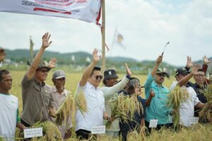 Panen Raya di Desa Bukit Raya, Wakil Bupati: Kukar Mampu Menjadi Pemasok Pangan IKN