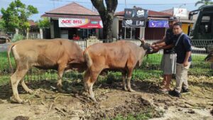 Tingkatkan Mutu Ternak Daerah, Distanak Kukar Latih Teknik Penggemukan Sapi