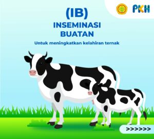 850 Bibit Ternak Sapi di Kukar Berhasil Dilahirkan Lewat Inseminasi Buatan