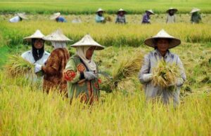 Kemandirian Pangan Desa Giri Agung
