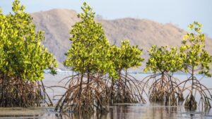 Rencana Objek Wisata Mangrove di Desa Saliki