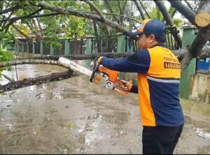 BPBD Samarinda Evakuasi Pohon Tumbang yang Merusak Kampus di Jalan Juanda