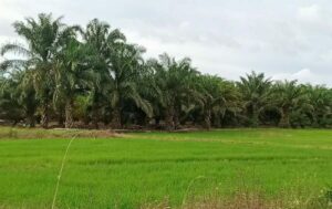 BPBD Kaltim Salurkan Alinstan Rp5,5 Miliar untuk Pulihkan Petani Babulu Pasca Banjir