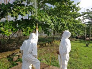 Gerak Cepat, BPBD Samarinda dan Relawan Animal Rescue Basmi Hama Ulat Bulu di Taman Bebaya