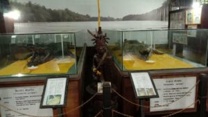 Museum Kayu Tuah Himba : Mengenal Keanekaragaman Hayati Hutan Kalimantan