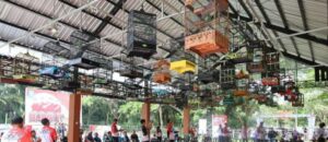 Festival dan Seni Lomba Burung Berkicau Bupati Cup 2 Diharapkan Dorong Ekonomi Kreatif di Kukar