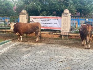 Iringi Penyerahan Sapi Kurban dari Presiden RI dan Pemprov Kaltim, Disnakkeswan Kaltim Pastikan Kesehatan Hewan Kurban