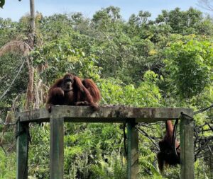 Menikmati Wisata Alam dan Konservasi Orangutan di Samboja Lestari