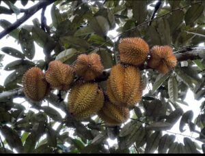 Desa Wisata Benua Elai Mengangkat Pesona Buah Elai di Kutai Kartanegara
