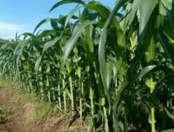 Penanaman Jagung Hibrida Kembali Digalakkan di Lahan Eks Tambang Kukar