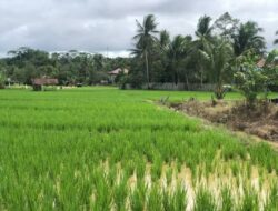 5 Kawasan Utama Pertanian Kukar Siap Digarap untuk Penuhi Kebutuhan Pangan IKN