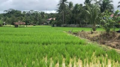 5 Kawasan Utama Pertanian Kukar Siap Digarap untuk Penuhi Kebutuhan Pangan IKN