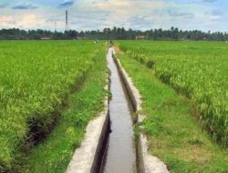 Distanak Kukar Siapkan Perbaikan Irigasi untuk Dongkrak Produktivitas Petani Kembang Janggut