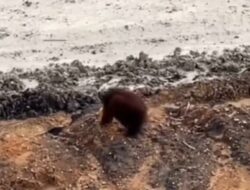 Gerak Cepat! BKSDA Kaltim Selidiki Keberadaan Orangutan di Kawasan Tambang