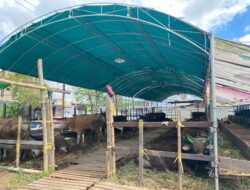 Daya Beli Menurun, Pedagang Kurban Samarinda Optimis Jelang H-7 Idul Adha