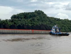 Populasi Pesut Mahakam Menyusut Drastis DPRD Kaltim Soroti Ancaman Aktivitas Industri Sungai