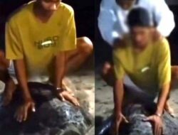 Diselesaikan Damai, Kasus Tunggangi Penyu Hijau di Derawan Dikecam Aktivis Hewan