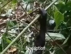 Heboh Video Diduga Potongan Orang Utan, Penelusuran BKSDA Kaltim Bongkar Asal Sebenarnya