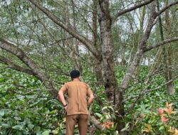 Warga Samarinda Keluhkan Gatal-Gatal, Ribuan Ulat Bulu Serang Pohon Rambai Padi di Taman Bebaya