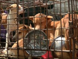 Bukan Hewan Pangan, DPKH Kaltim Tegaskan Anjing dan Kucing Tidak Layak Dikonsumsi