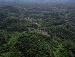 Pemprov Kaltim Selektif Kelola Karbon, Lindungi Hutan Primer dari Risiko Eksploitasi