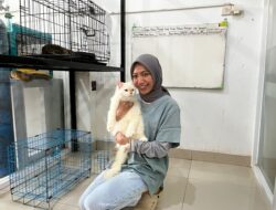 Lebaran Bikin Penitipan Kucing di Samarinda Membludak, Klinik Hewan Kebanjiran Booking Sejak Sebulan Sebelumnya