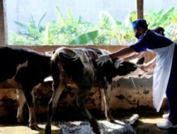 Terbagi Fokus PMK dan Rabies, Vaksinasi Hewan di Samarinda Dikebut Jelang Juli
