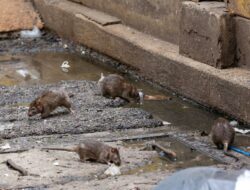 Pascabanjir Jadi Alarm, Dinkes Kaltim Waspadai Ancaman Hantavirus dari Lingkungan Permukiman