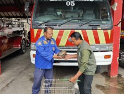 Terenggiling Ditemukan Warga di Samarinda Utara, Petugas Bergerak Cegah Satwa Langka Dijual Belikan