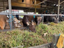 Jelang Iduladha, Pengawasan Diperketat, Sapi Kurban di Samarinda Dipastikan Layak dan Sehat