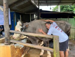 Sapi Jumbo 1,07 Ton “Bejo” Asal Tanah Merah Terpilih Jadi Hewan Kurban Presiden di Kaltim