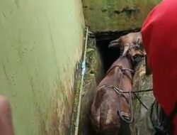 Niat Jadi Sapi Kurban di Masjid, Malah Nyemplung Dulu ke Parit Bikin Warga Samarinda Heboh