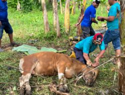 Kurban Bersama Relawan Kota Tepian, ITS Samarinda Potong Tiga Sapi dan Lima Kambing di Posko Damkar
