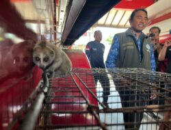 Ditemukan dalam Kondisi Terluka, Kukang yang Berkeliaran di Sungai Kledang Akan Jalani Rehabilitasi