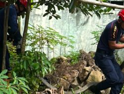 Heboh Dua King Kobra Diduga Sedang Kawin Muncul di Kawasan Permukiman, Satu Berhasil Ditangkap dan Satu Menghilang