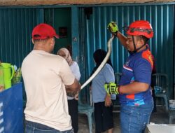 Hendak Mencuci Sayuran, Warga Lempake Dikejutkan Ular Sepanjang Satu Meter yang Merayap di Rumah
