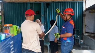 Hendak Mencuci Sayuran, Warga Lempake Dikejutkan Ular Sepanjang Satu Meter yang Merayap di Rumah